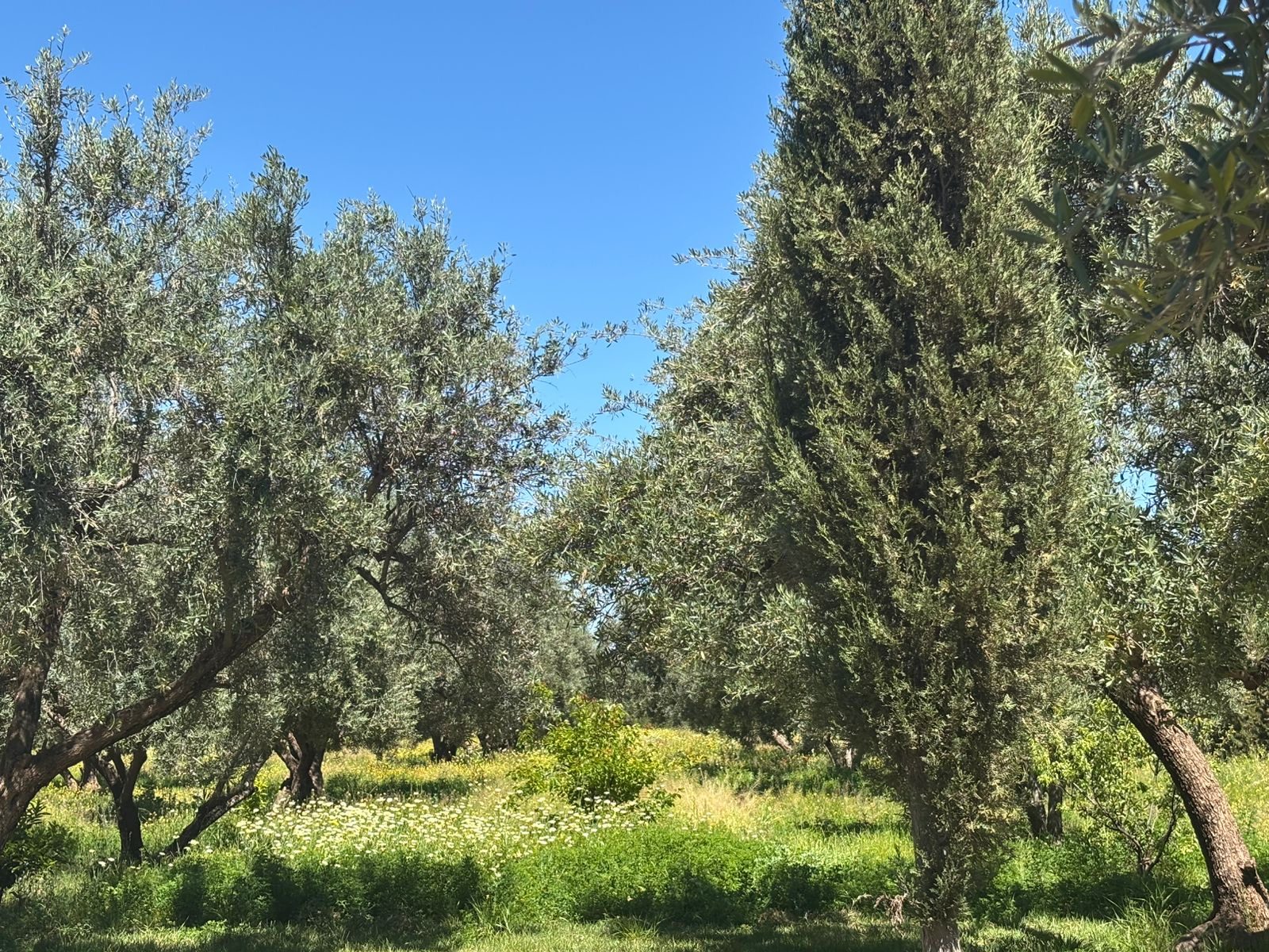 Ferme 2,5 ha, 300 oliviers à vendre Route de Fès, Marrakech — miniature 6