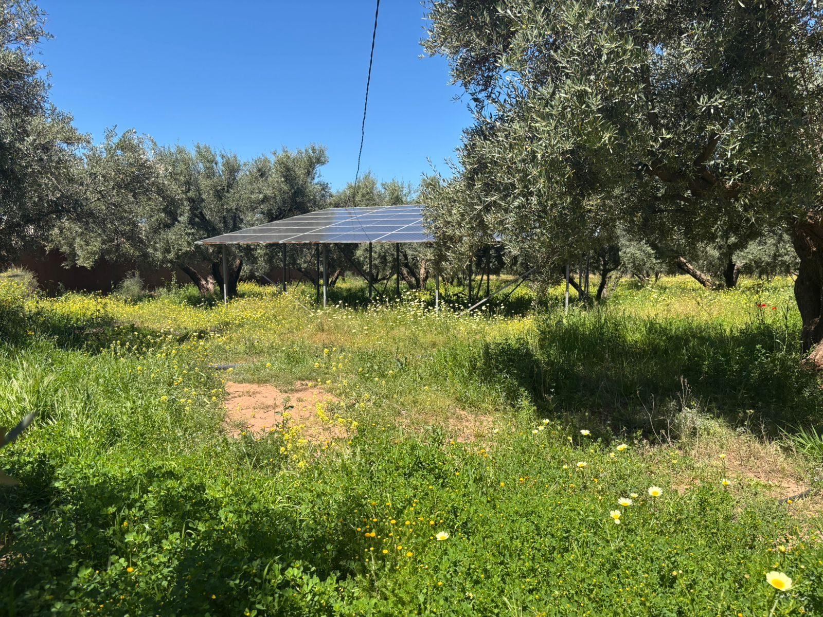 Ferme 2,5 ha, 300 oliviers à vendre Route de Fès, Marrakech — miniature 7