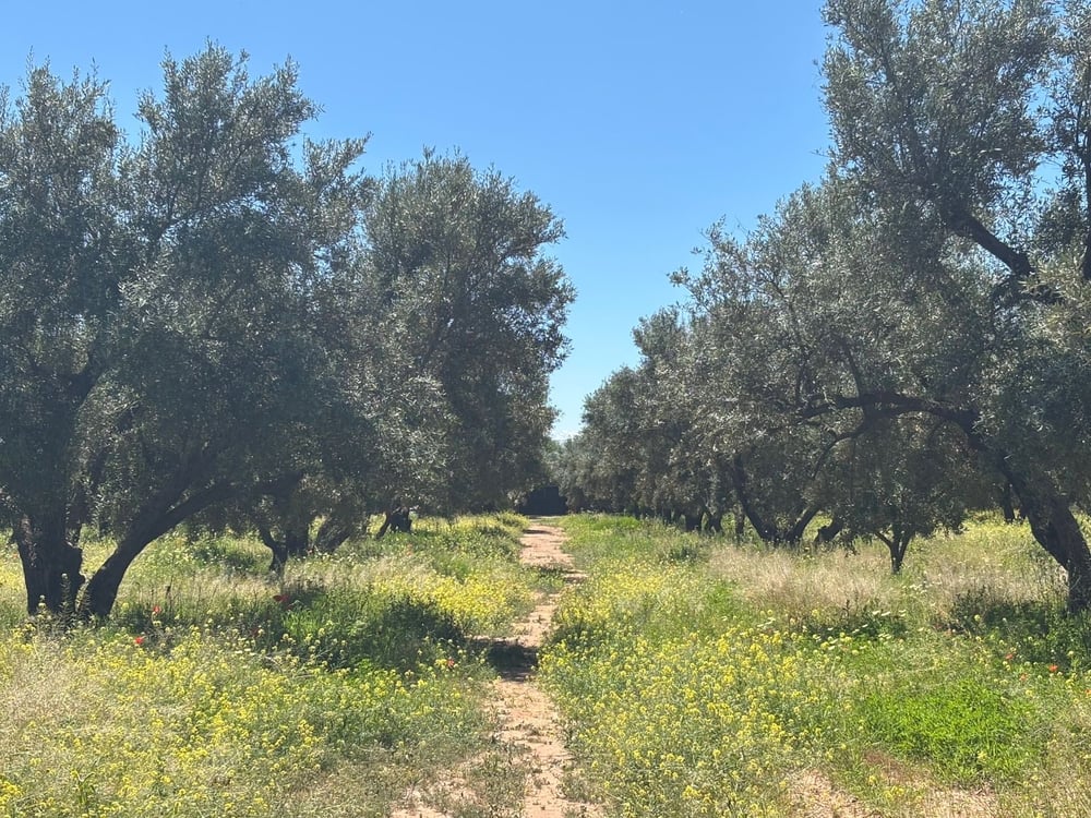 Ferme 2,5 ha, 300 oliviers à vendre Route de Fès, Marrakech — photo 8