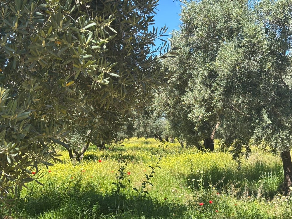 Ferme 2,5 ha, 300 oliviers à vendre Route de Fès, Marrakech — photo 9