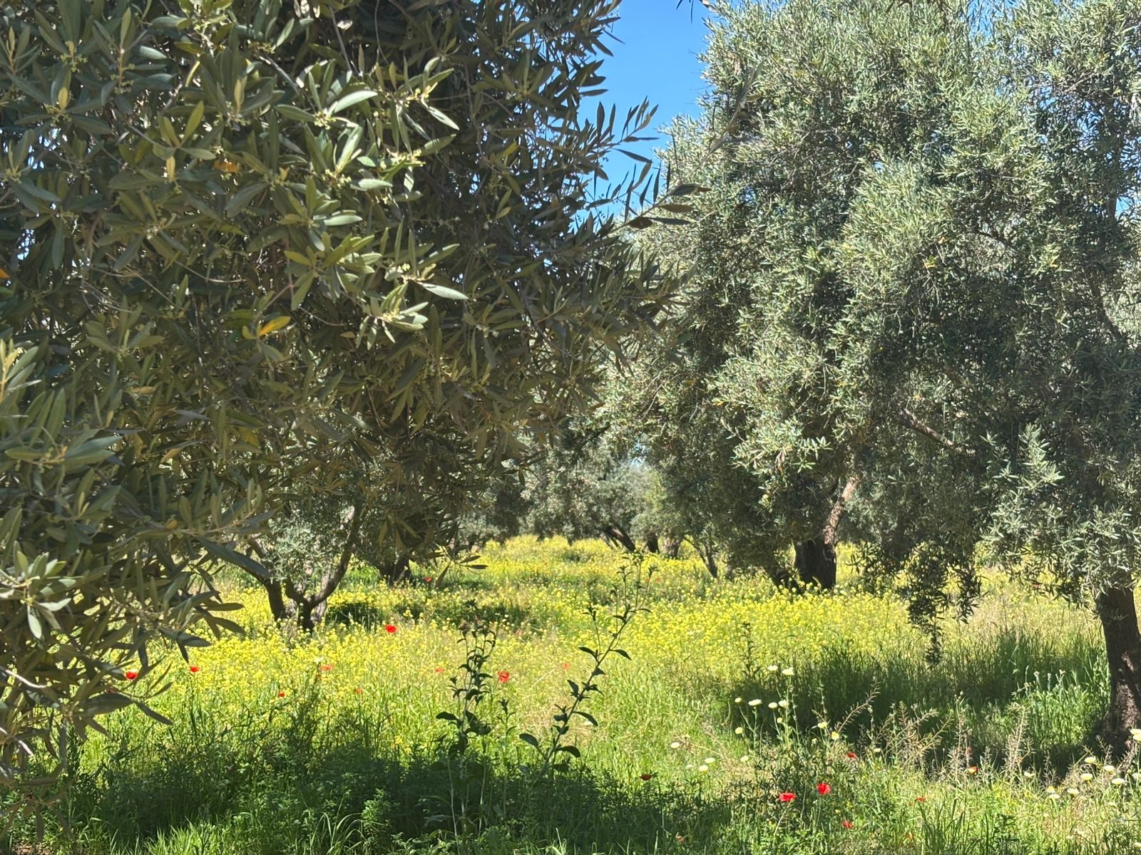 Ferme 2,5 ha, 300 oliviers à vendre Route de Fès, Marrakech — miniature 9