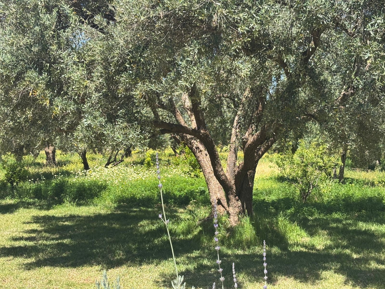 Ferme 2,5 ha, 300 oliviers à vendre Route de Fès, Marrakech — miniature 10