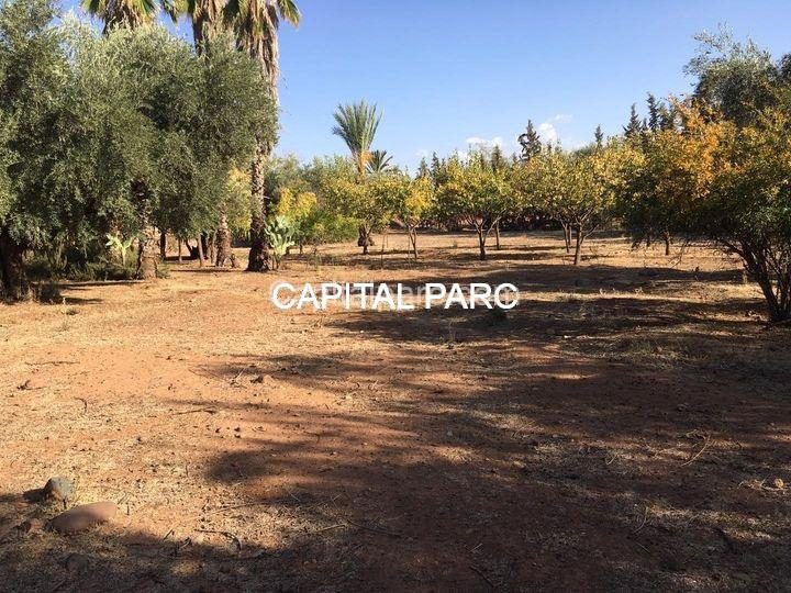 Ferme à vendre 8943 m² avec 800 oliviers, Ourika Marrakech — Ferme, Ourika