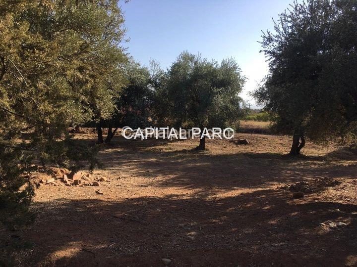 Ferme à vendre 8943 m² avec 800 oliviers, Ourika Marrakech — photo 3