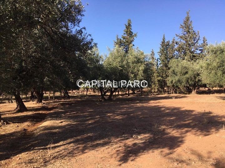 Ferme à vendre 8943 m² avec 800 oliviers, Ourika Marrakech — photo 4