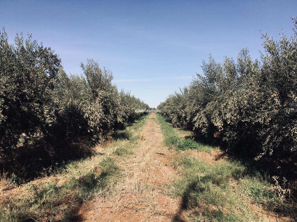 Ferme agricole 38 ha, 2000 m² hab. à vendre Marrakech Annakhil — photo 2