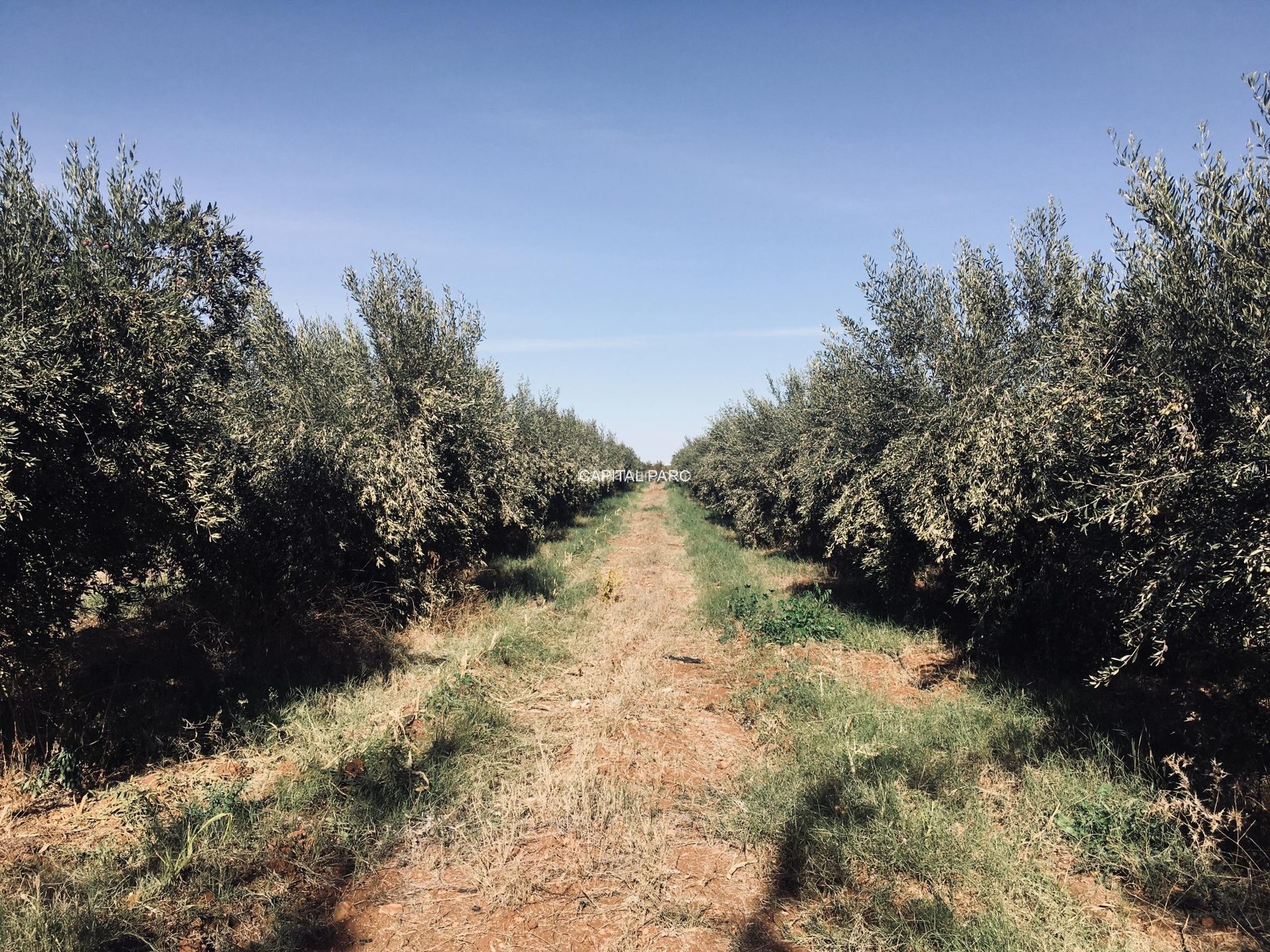 Ferme agricole 38 ha, 2000 m² hab. à vendre Marrakech Annakhil — miniature 2