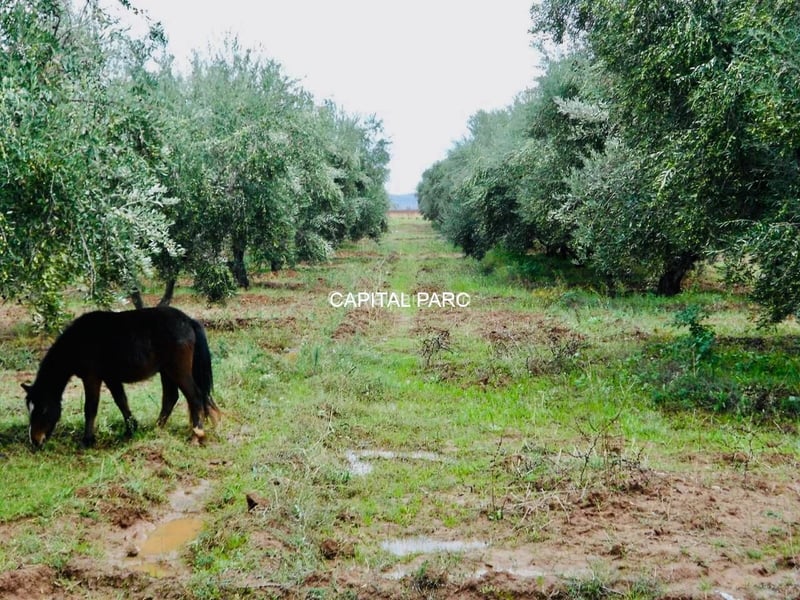 Agricultural Farm — Ferme, Sidi Abdellah Ghiat
