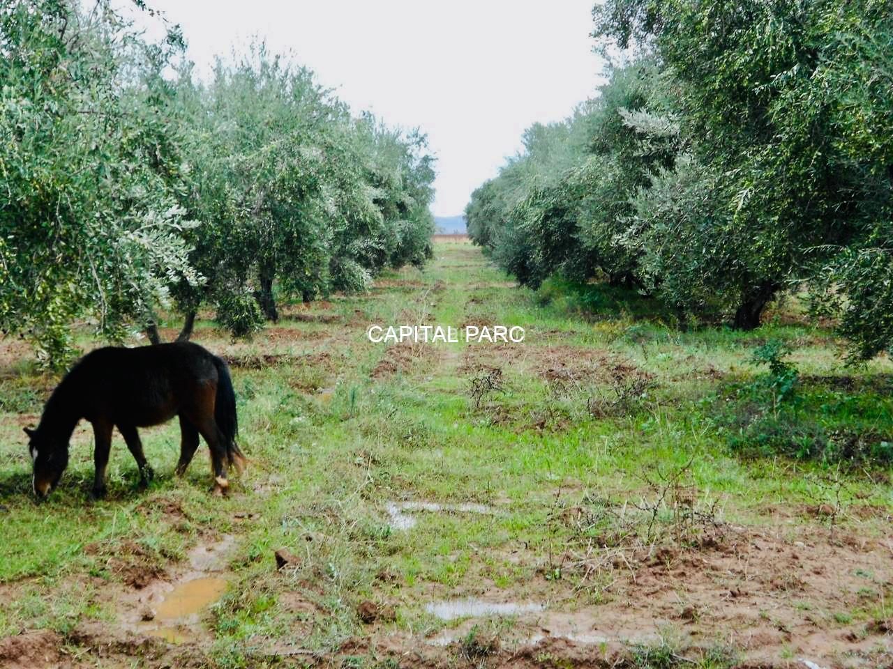 Ferme agricole 8 ha à vendre, Sidi Abdellah Ghiat, Marrakech — Ferme, Sidi Abdellah Ghiat