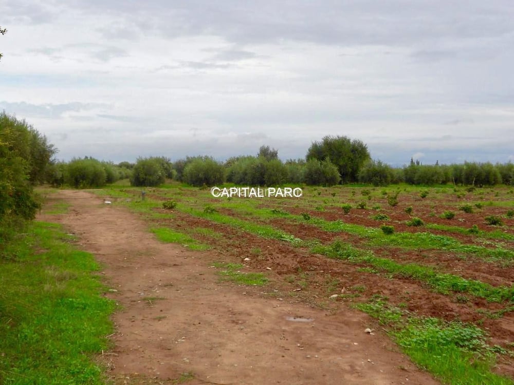 Ferme agricole 8 ha à vendre, Sidi Abdellah Ghiat, Marrakech — photo 3