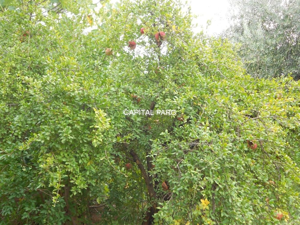 Ferme agricole 8 ha à vendre, Sidi Abdellah Ghiat, Marrakech — photo 6