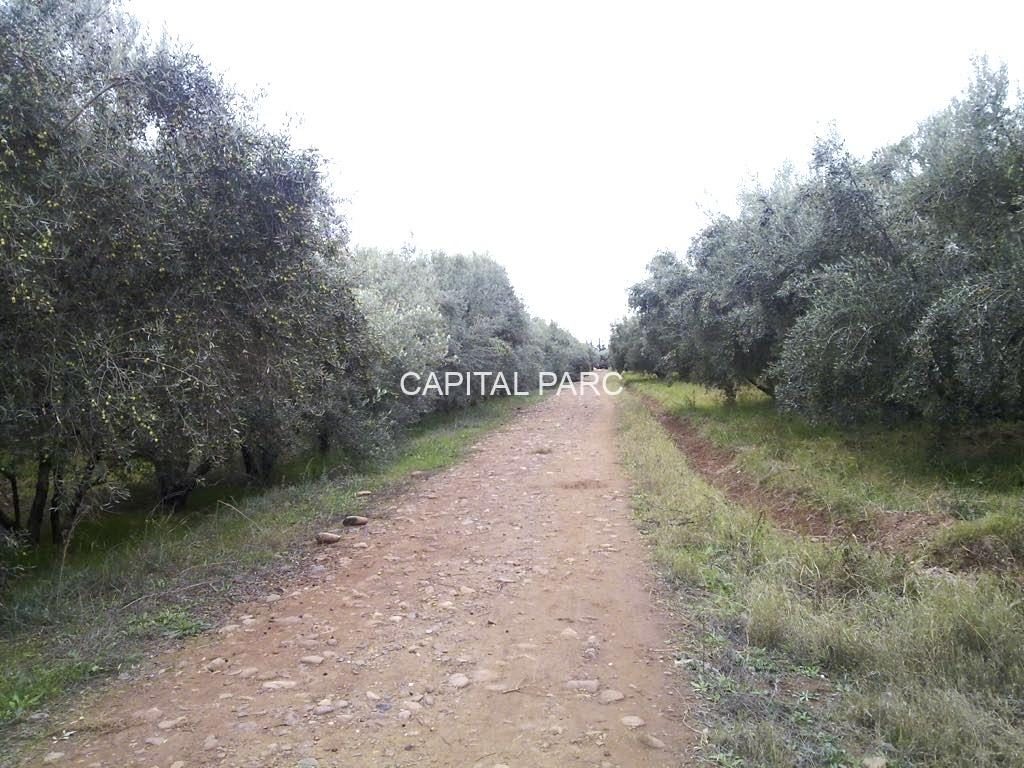 Ferme 31,63 ha à vendre Tasoultante, Route Ourika — miniature 2