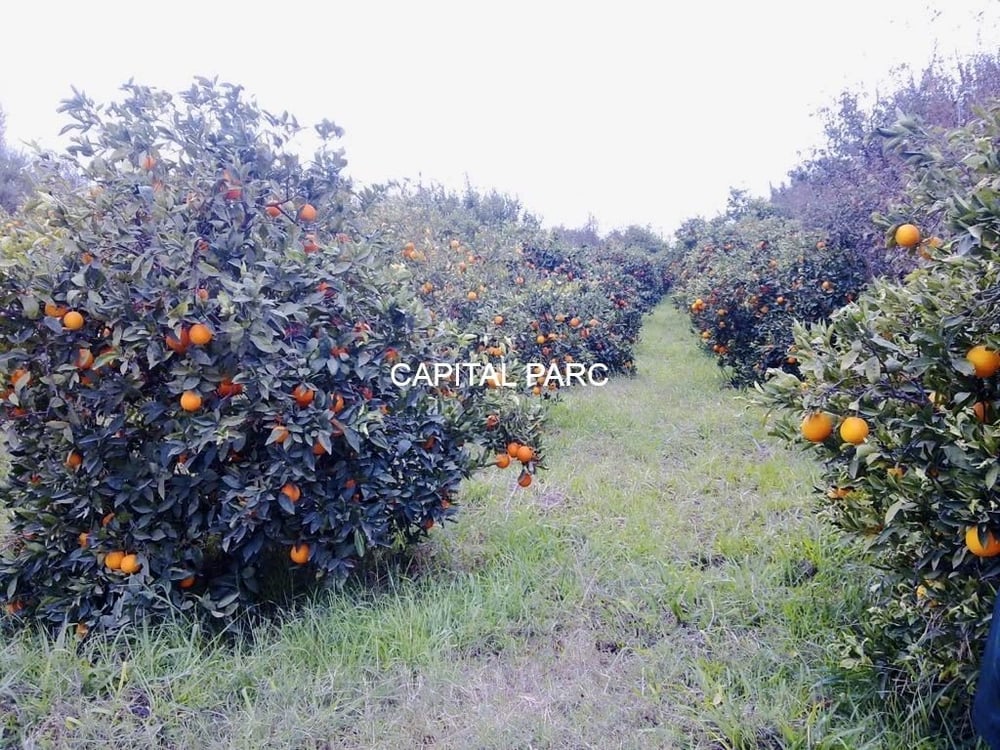 Ferme 31,63 ha à vendre Tasoultante, Route Ourika — photo 5