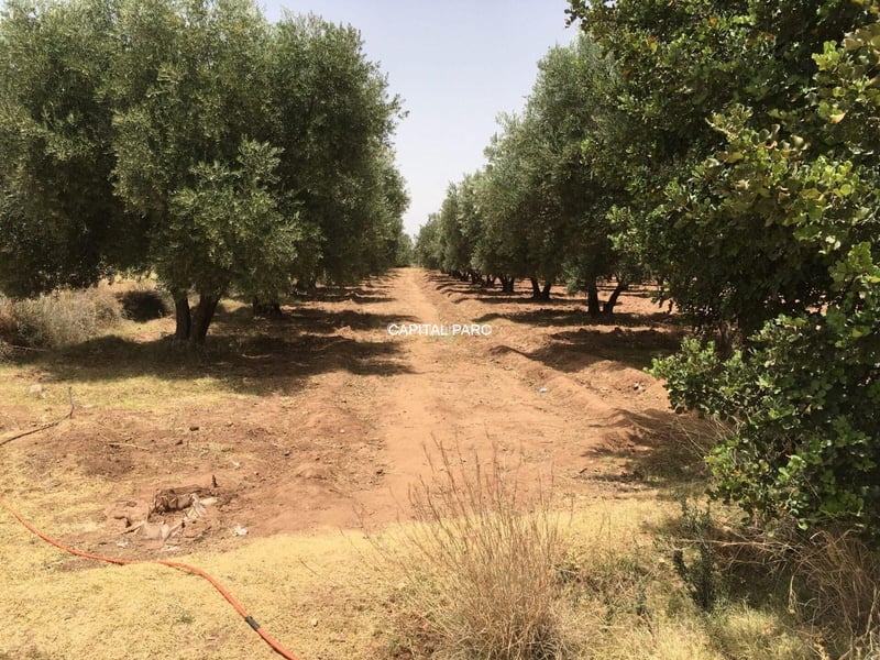 Ferme 6 ha à vendre Route de l'Ourika, Marrakech — Ferme, Ourika
