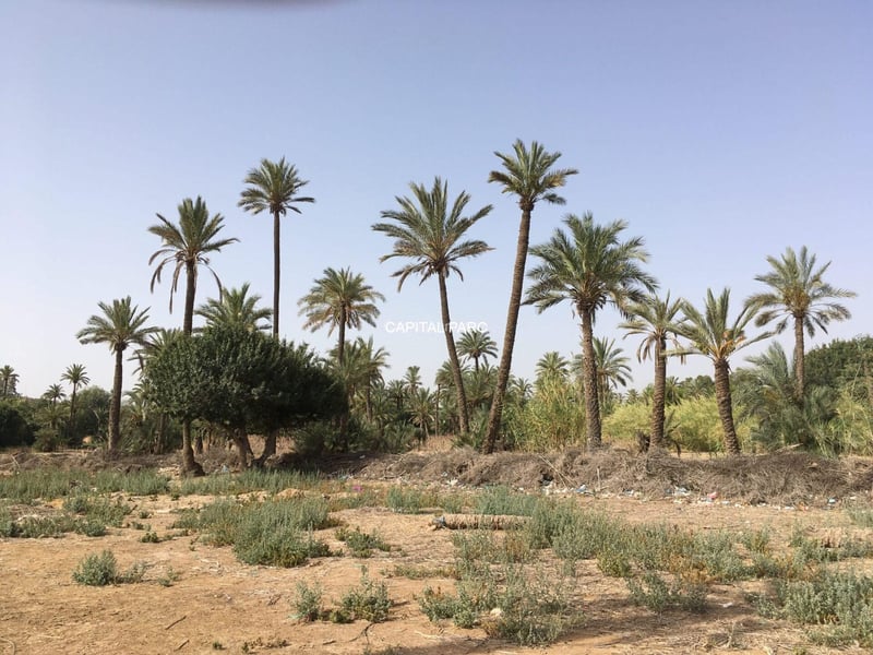 Terrain constructible 1, 56 ha à vendre Palmeraie, Marrakech — Terrain, Marrakech