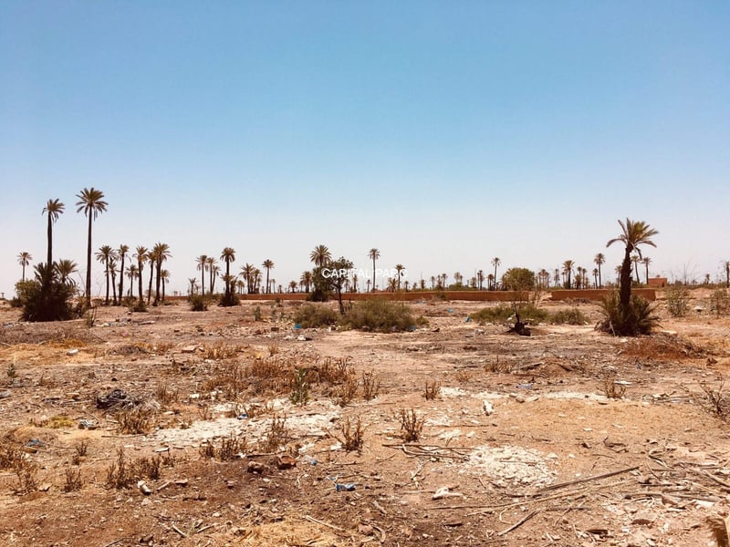Terrain titré 1 ha à vendre – Palmeraie, Marrakech — Terrain, Marrakech