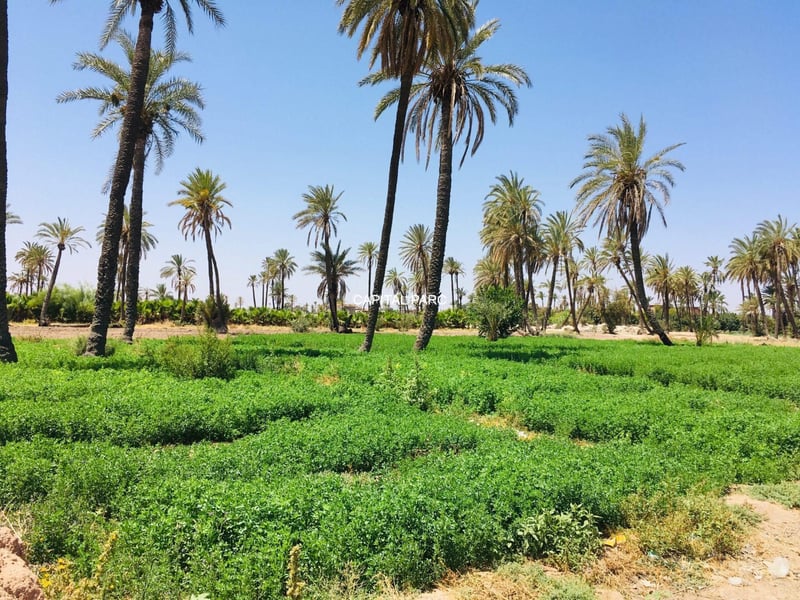 Terrain 1 ha à vendre Palmeraie, Marrakech — Terrain, Marrakech