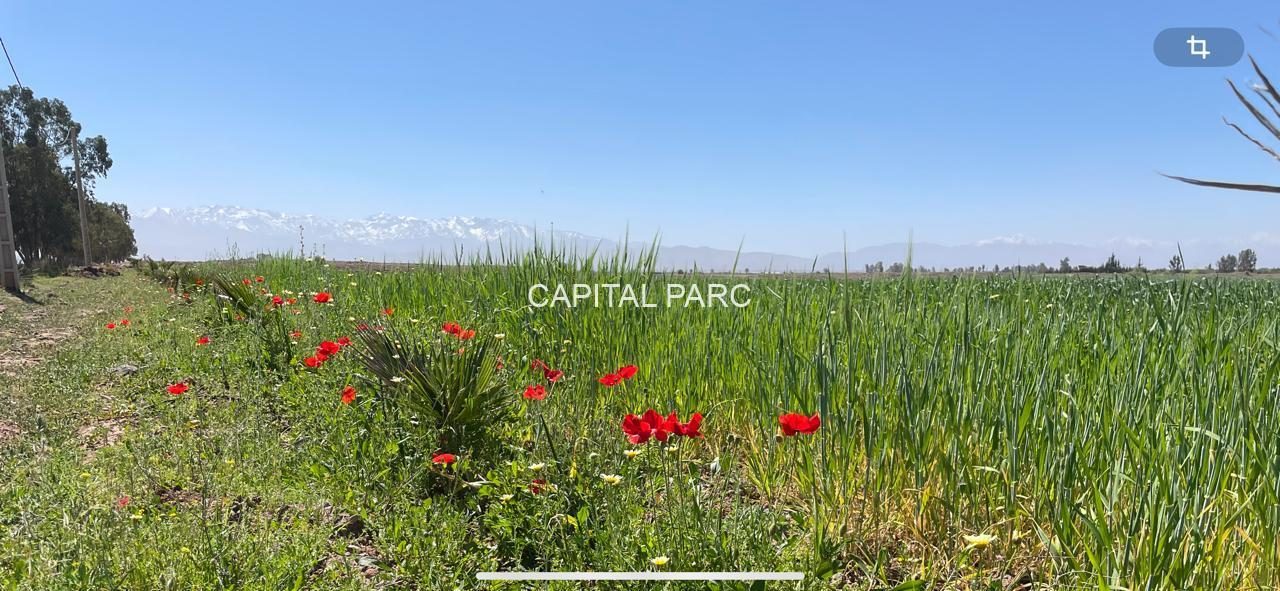Terrain titré 3,85 ha, projet 16 villas – Tahanaoute — miniature 8