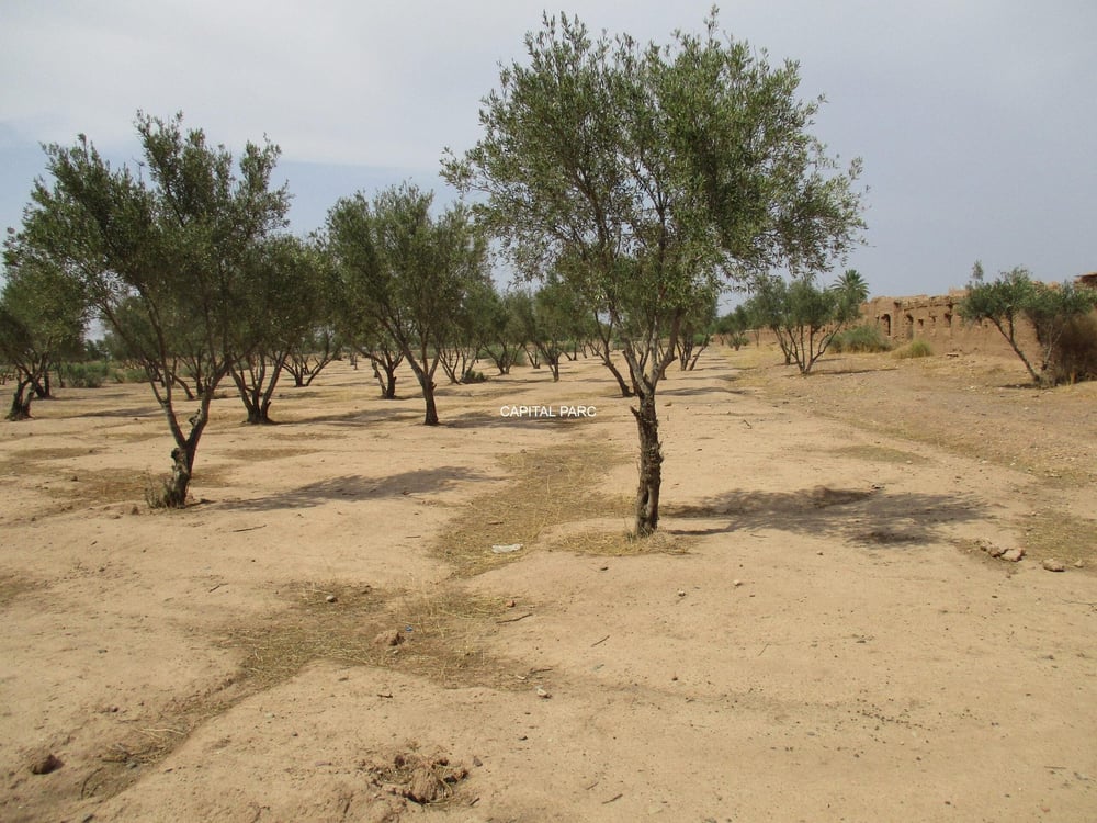 Terrain 6 ha SA2 à vendre, Route Ouarzazate, Marrakech — photo 2
