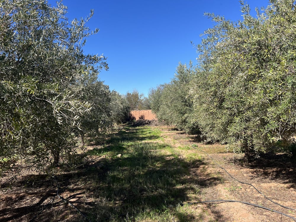 Ferme 3 ch. à vendre, 2 ha, Sidi Abdellah Ghiat, Marrakech — photo 14