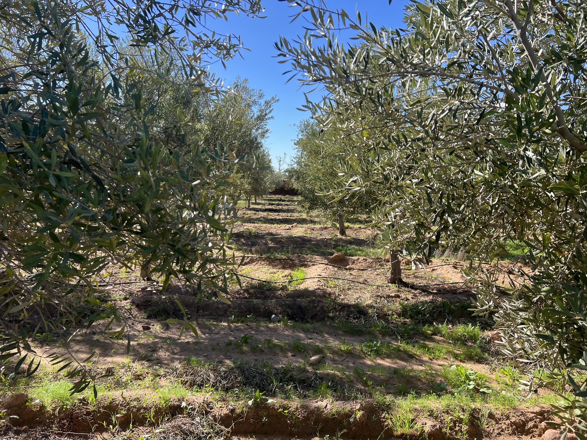 Ferme 3 ch. à vendre, 2 ha, Sidi Abdellah Ghiat, Marrakech — miniature 15