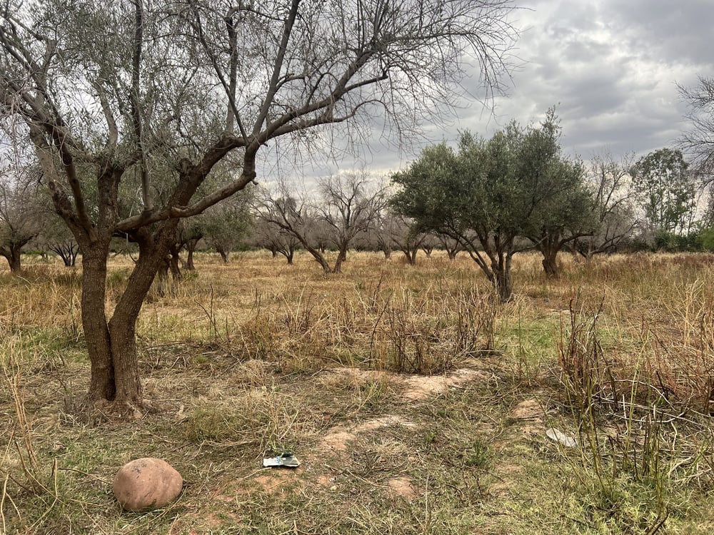 Ferme 2,25 ha, 84 oliviers, à vendre à Tamazouzt, Marrakech — photo 3