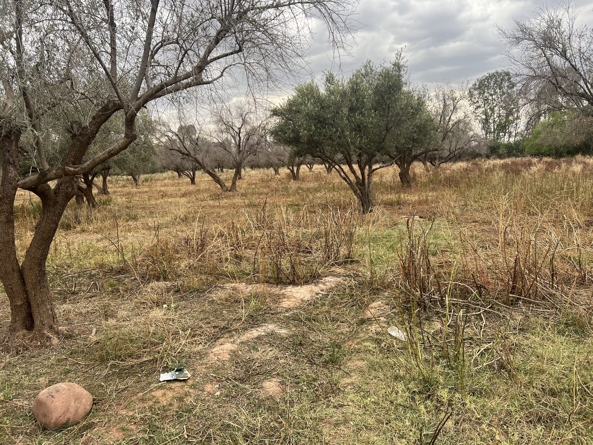 Ferme 2,25 ha, 84 oliviers, à vendre à Tamazouzt, Marrakech — miniature 4
