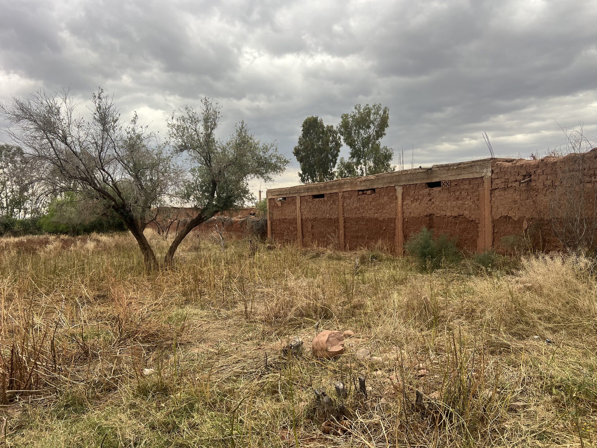 Ferme 2,25 ha, 84 oliviers, à vendre à Tamazouzt, Marrakech — miniature 5