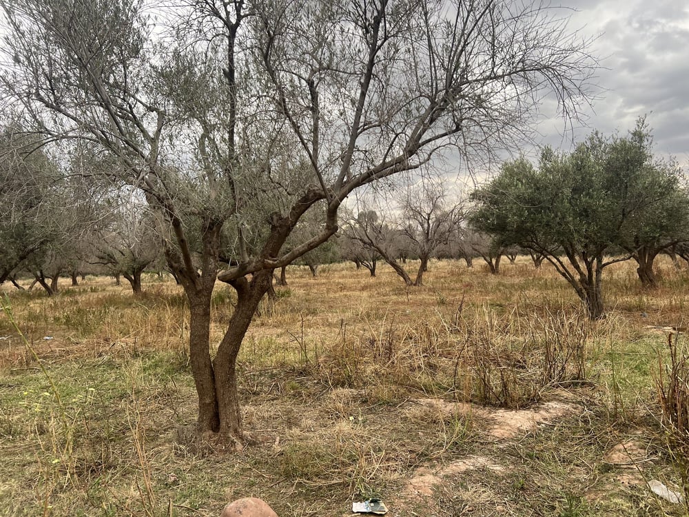 Ferme 2,25 ha, 84 oliviers, à vendre à Tamazouzt, Marrakech — photo 6
