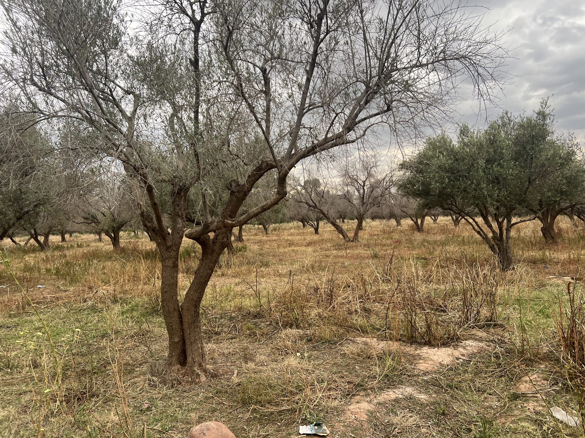 Ferme 2,25 ha, 84 oliviers, à vendre à Tamazouzt, Marrakech — miniature 6