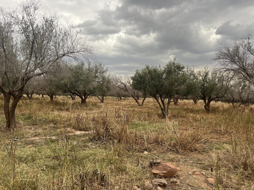 Ferme 2,25 ha, 84 oliviers, à vendre à Tamazouzt, Marrakech — photo 7