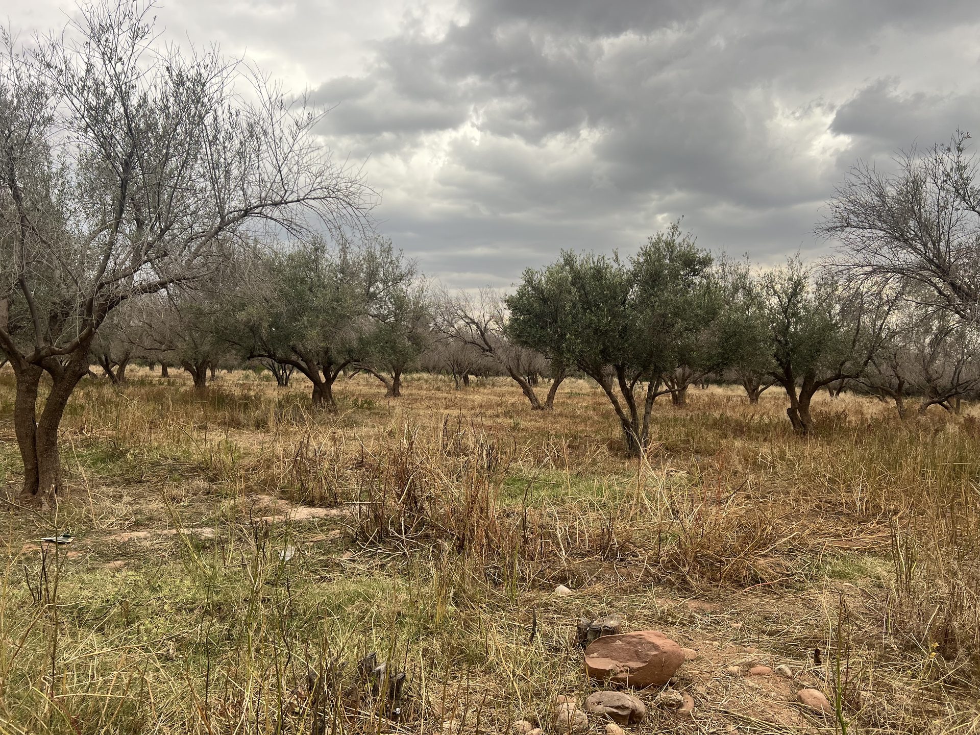 Ferme 2,25 ha, 84 oliviers, à vendre à Tamazouzt, Marrakech — miniature 7