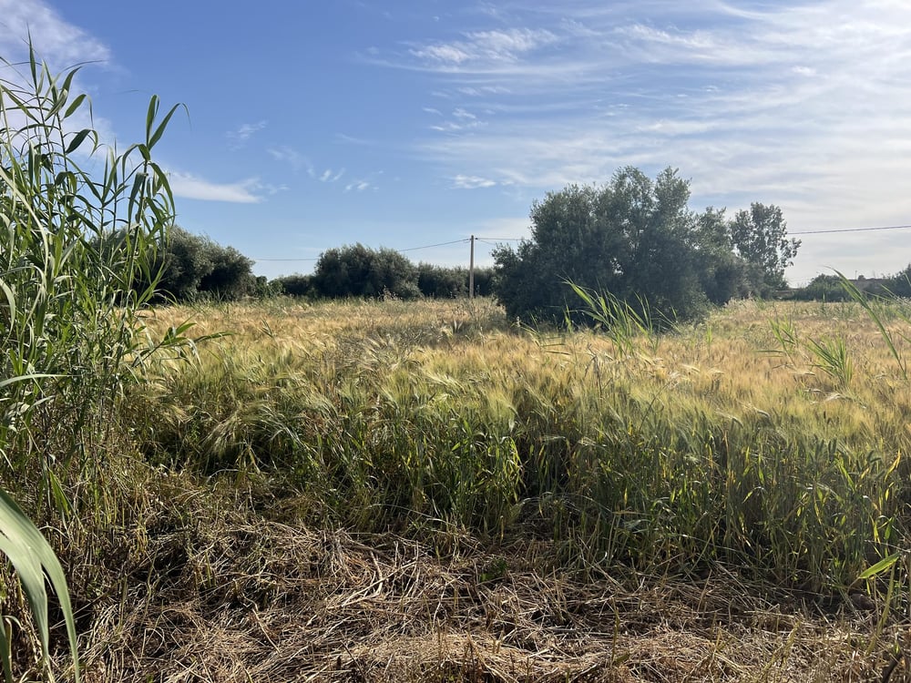 Terrain agricole 1,3 ha à vendre, Chwiter, Marrakech — photo 2
