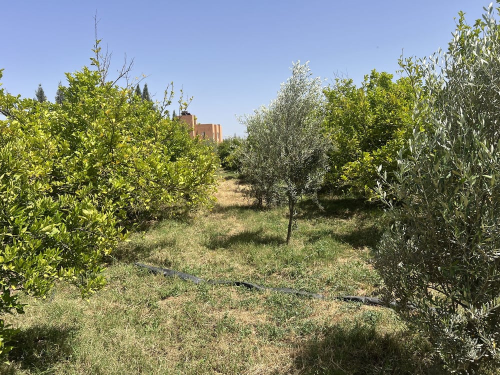 Ferme 5300 m² à vendre, piscine, Al Ouidane, Marrakech — photo 3