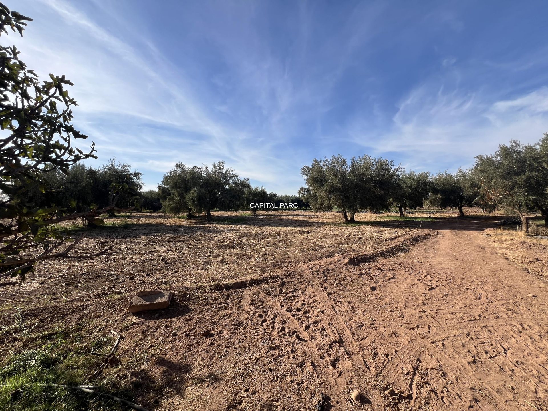 Ferme de 4 ha à vendre, 4 ch., Aït Ourir, Marrakech — miniature 2