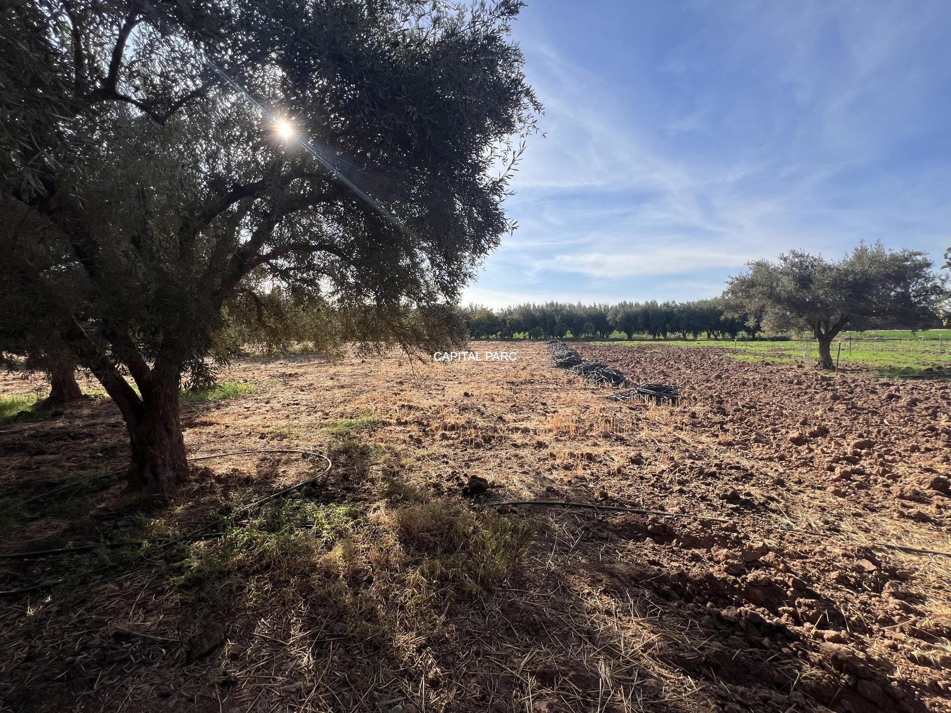 Ferme de 4 ha à vendre, 4 ch., Aït Ourir, Marrakech — miniature 3