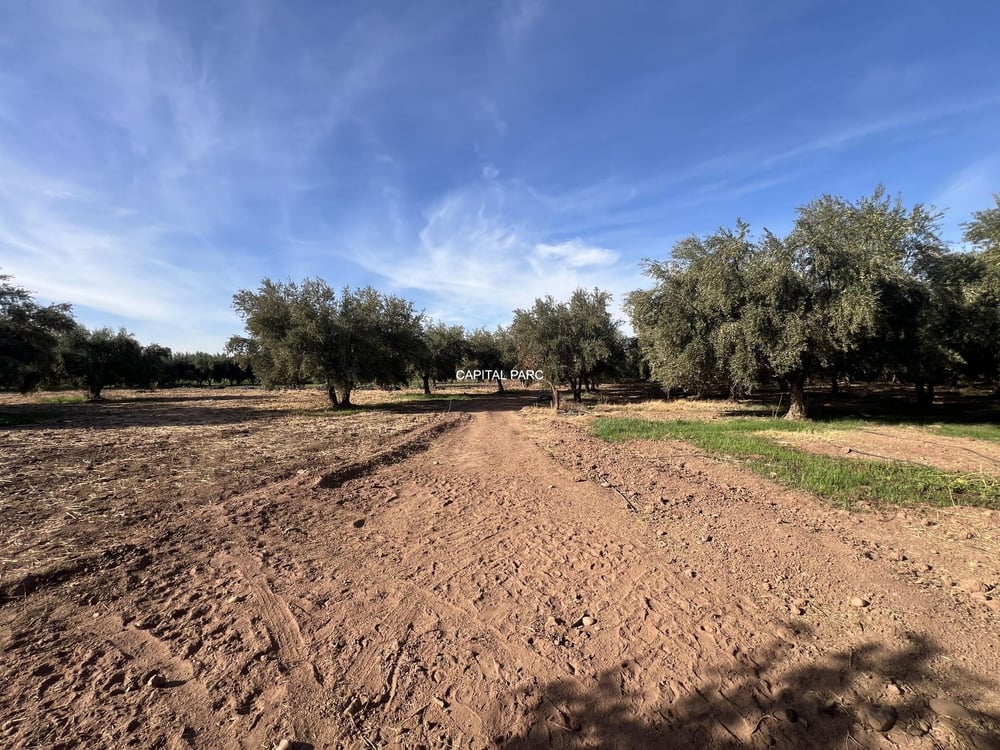 Ferme de 4 ha à vendre, 4 ch., Aït Ourir, Marrakech — photo 5