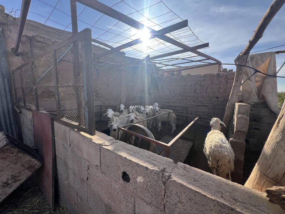 Ferme de 4 ha à vendre, 4 ch., Aït Ourir, Marrakech — photo 6