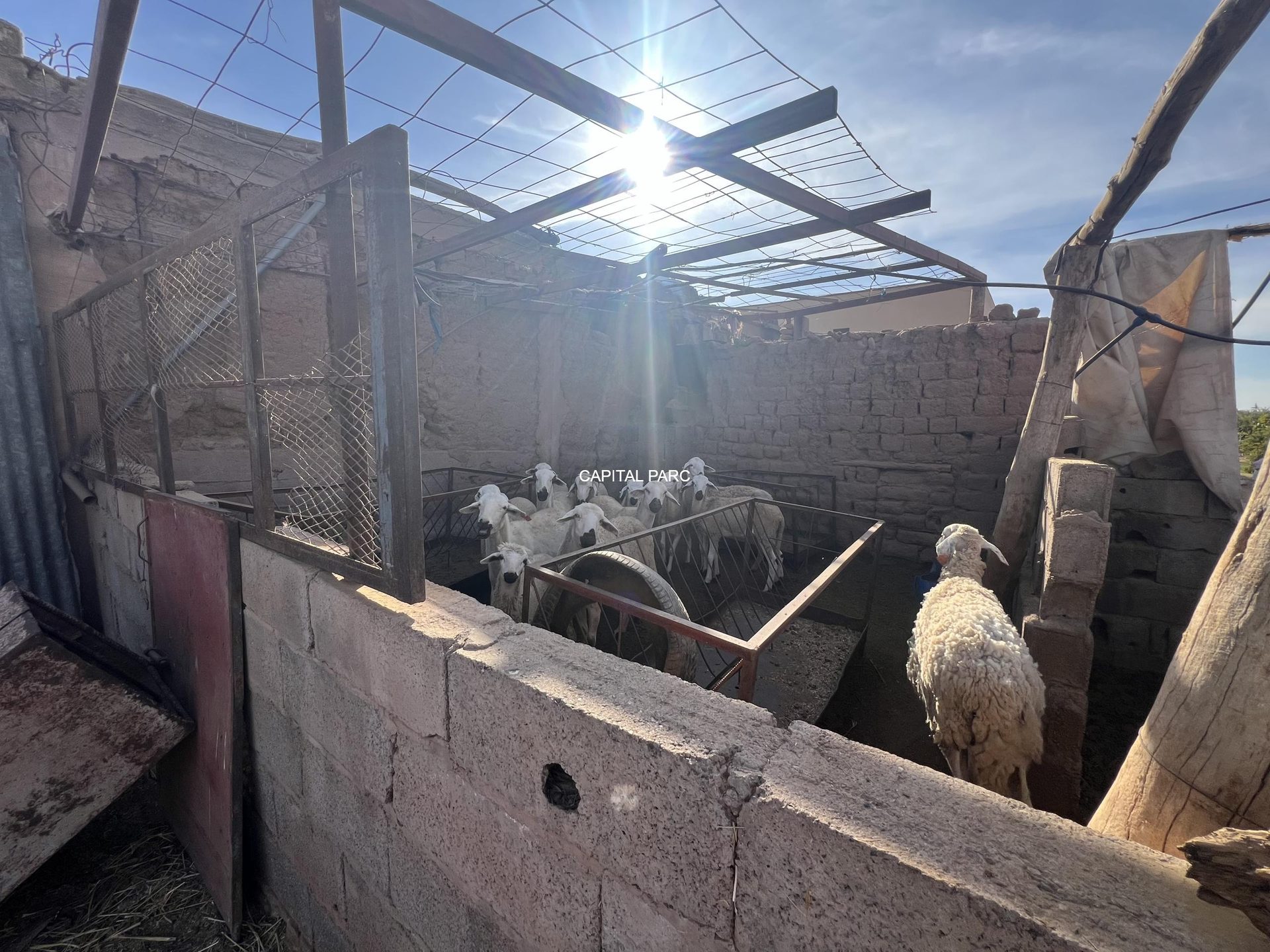 Ferme de 4 ha à vendre, 4 ch., Aït Ourir, Marrakech — miniature 6