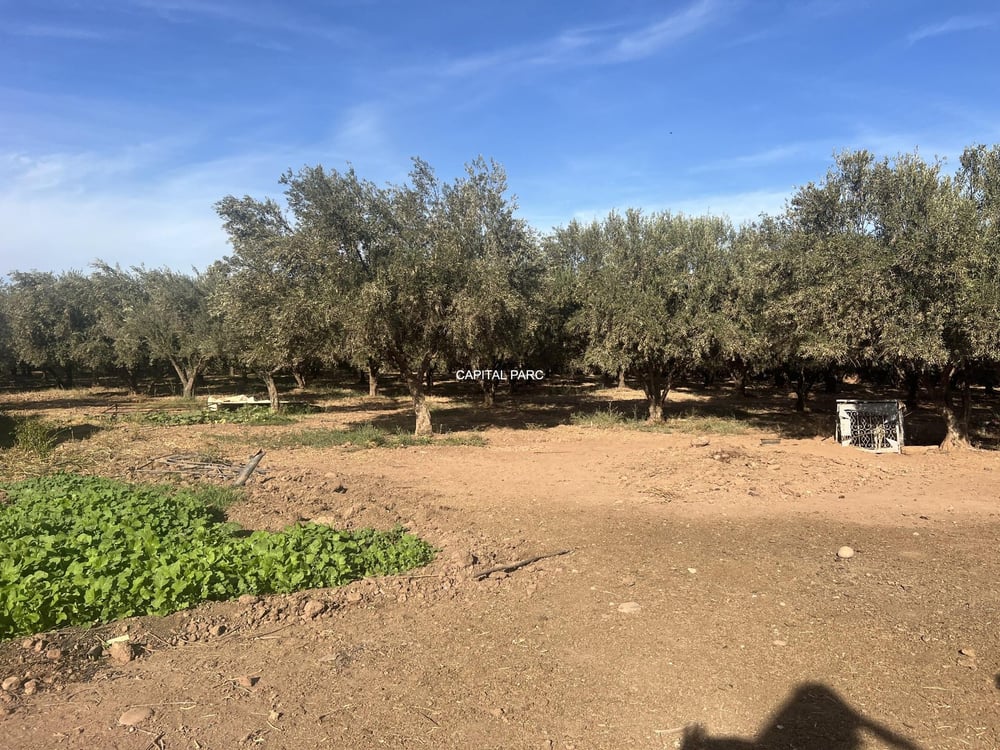 Ferme de 4 ha à vendre, 4 ch., Aït Ourir, Marrakech — photo 7