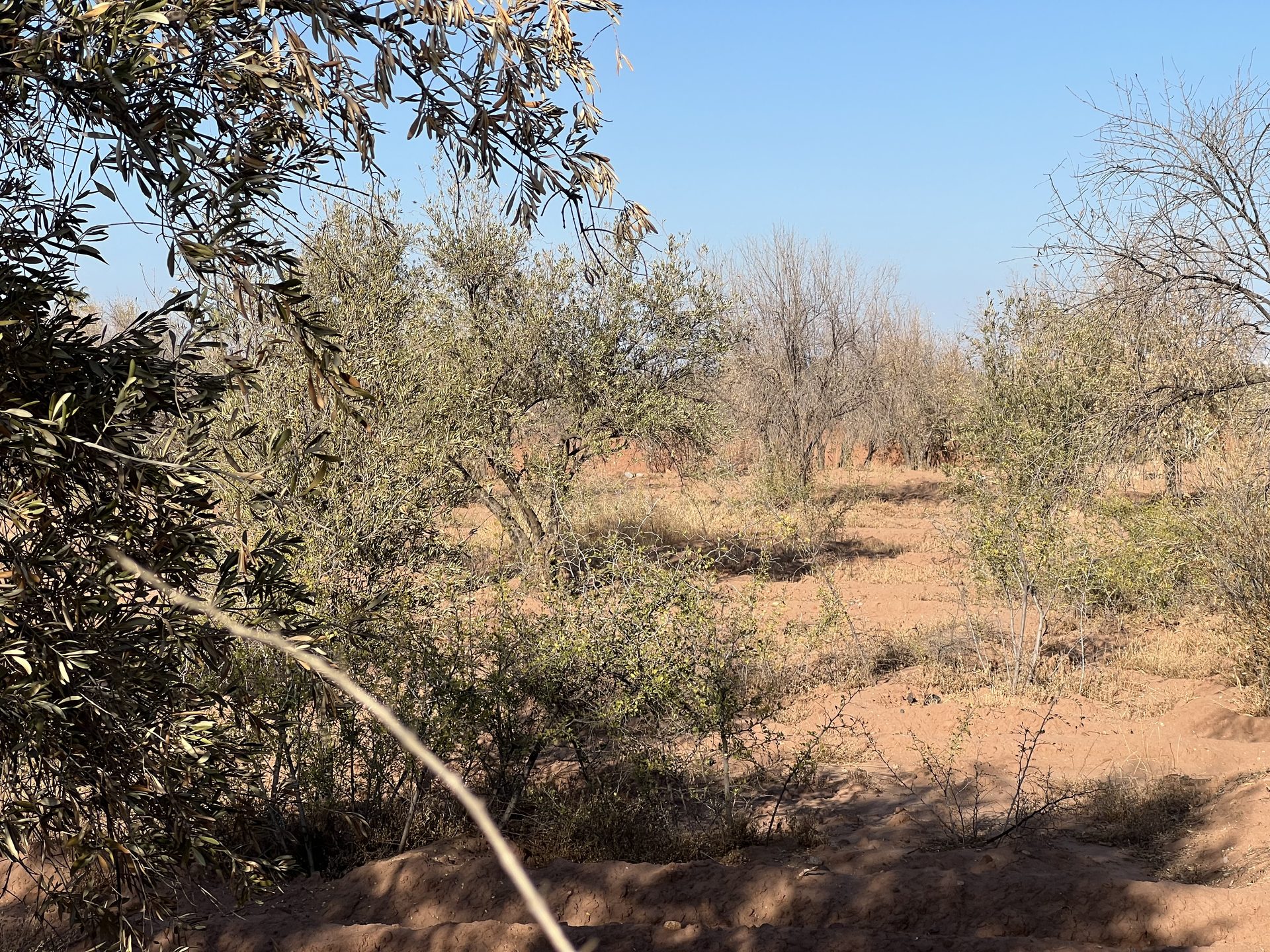Ferme 3000 m² à vendre Sidi Ghiate, Marrakech — Ferme, Marrakech