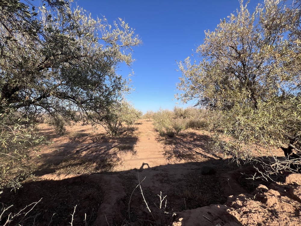 Ferme 3000 m² à vendre Sidi Ghiate, Marrakech — photo 2