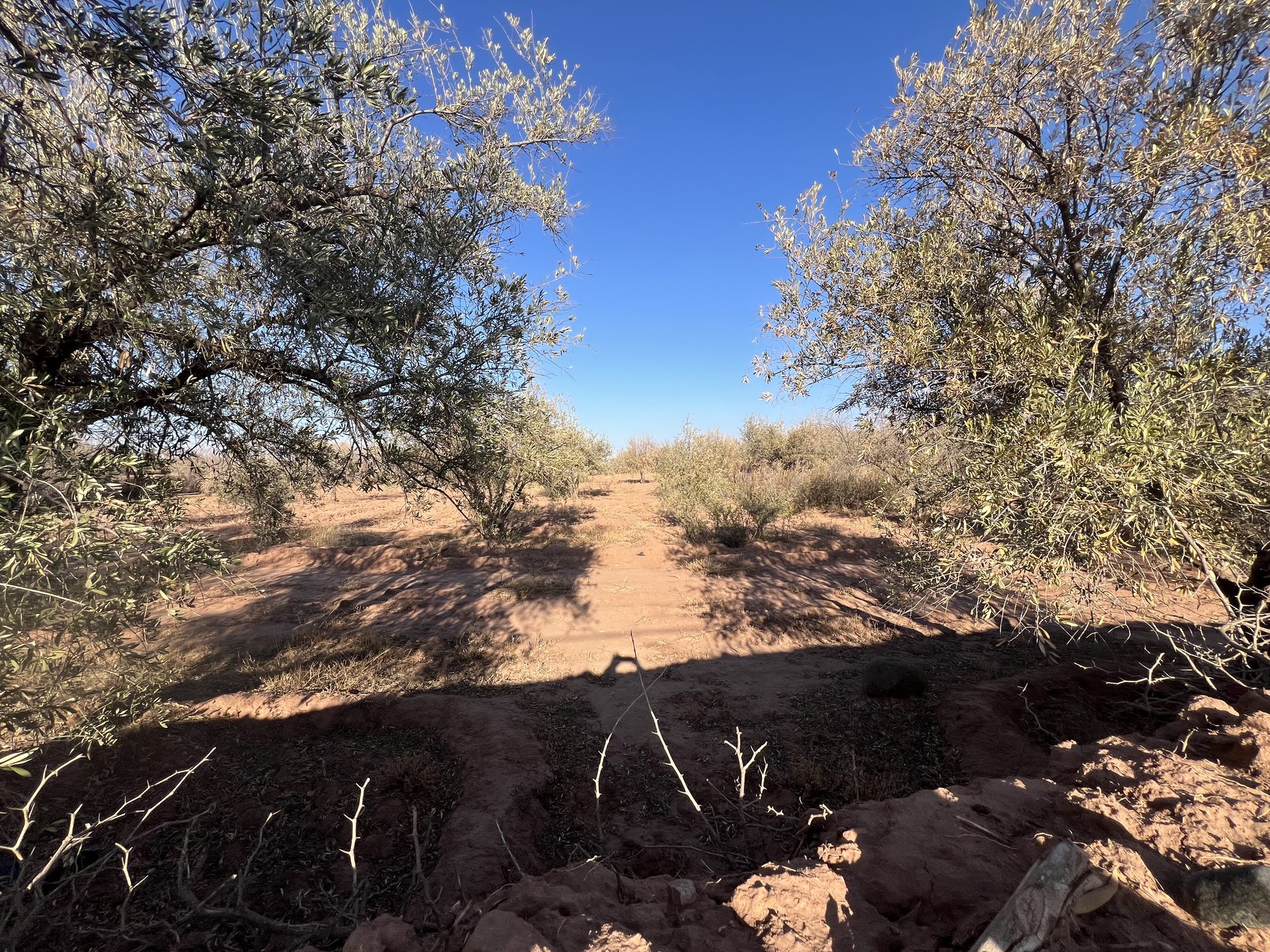 Ferme 3000 m² à vendre Sidi Ghiate, Marrakech — miniature 5