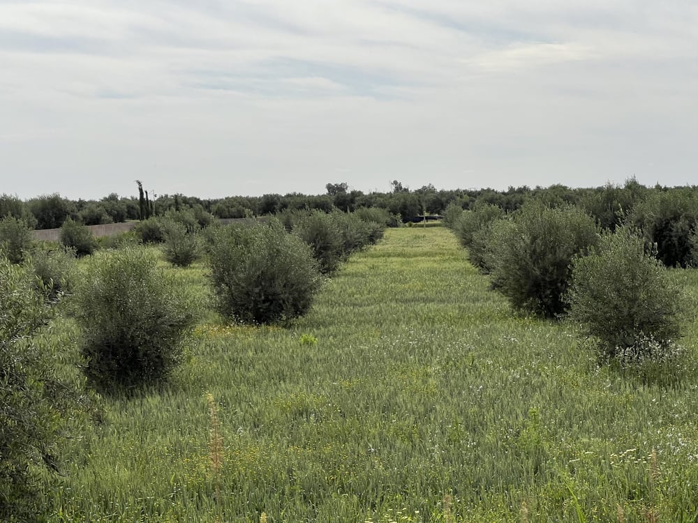 Terrain 1,4 ha clôturé à vendre, Chwiter, Route Ouarzazate, Marrakech — photo 3