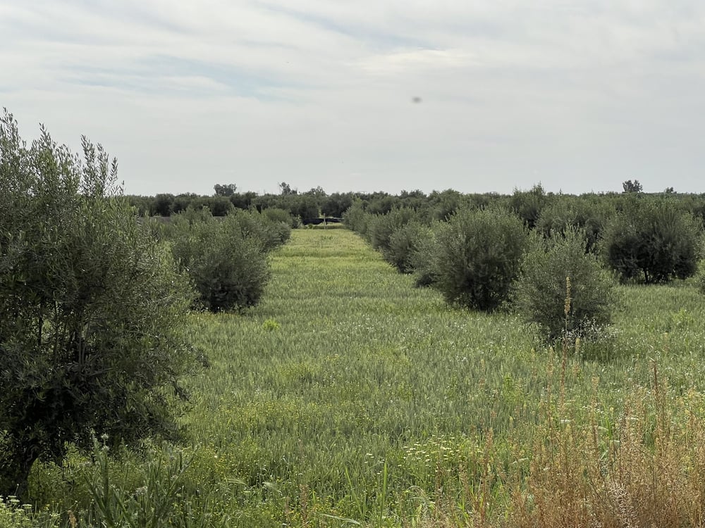 Terrain 1,4 ha clôturé à vendre, Chwiter, Route Ouarzazate, Marrakech — photo 4