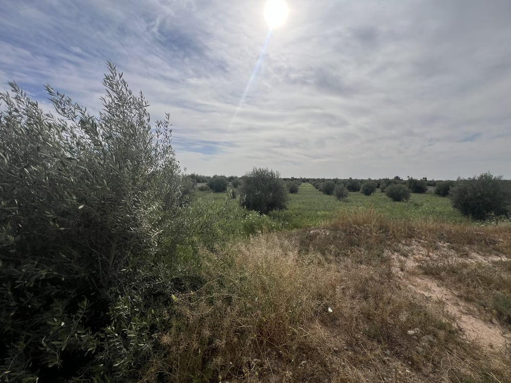 Terrain 1,4 ha clôturé à vendre, Chwiter, Route Ouarzazate, Marrakech — photo 8