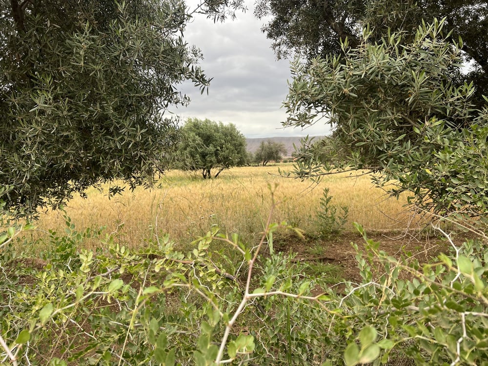 Terrain 3000 m² à vendre Ait Faska, Marrakech — photo 10