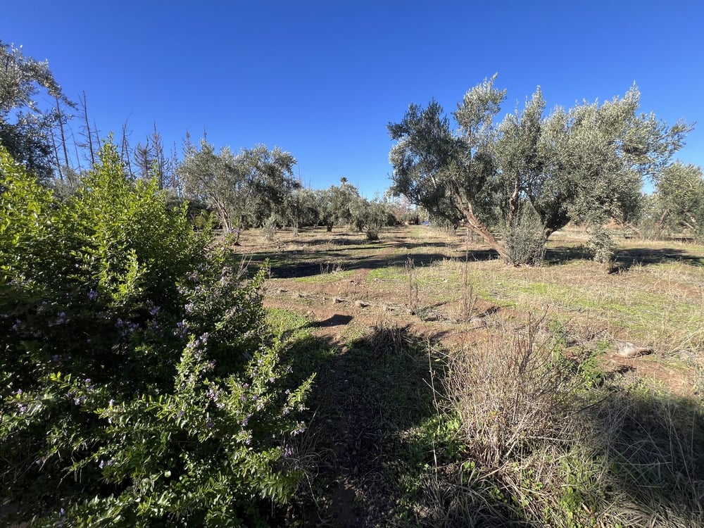 Villa 500 m² à vendre, 3,5 ha, Route Ourika Marrakech — photo 18