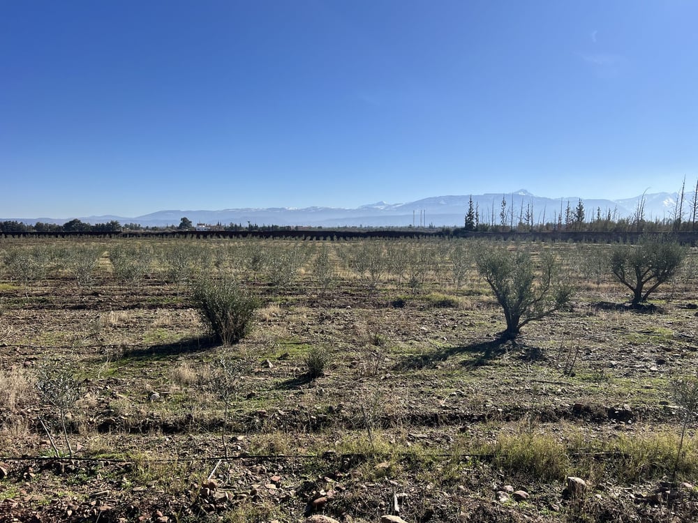 Villa 500 m² à vendre, 3,5 ha, Route Ourika Marrakech — photo 6