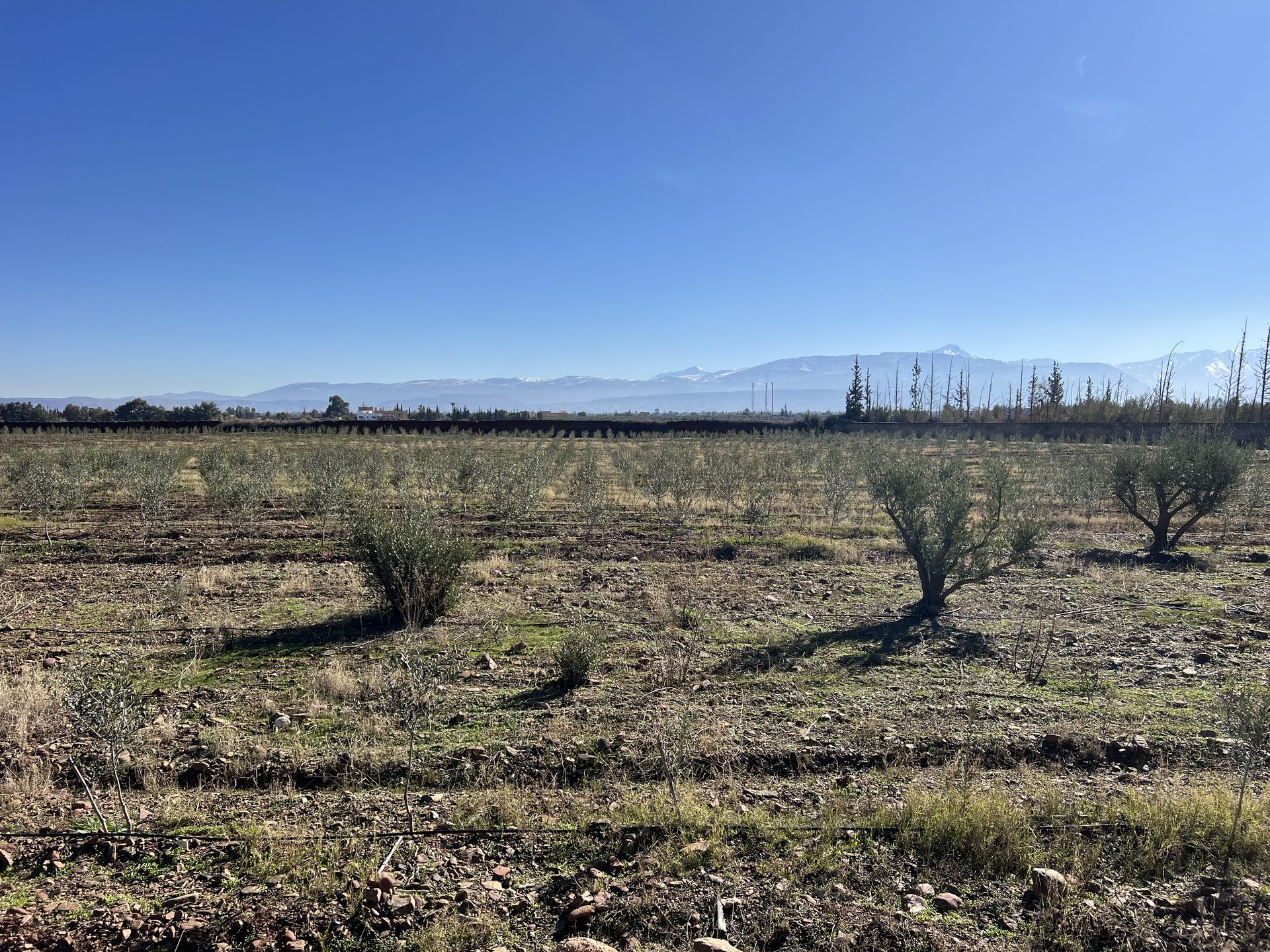 Villa 500 m² à vendre, 3,5 ha, Route Ourika Marrakech — miniature 6